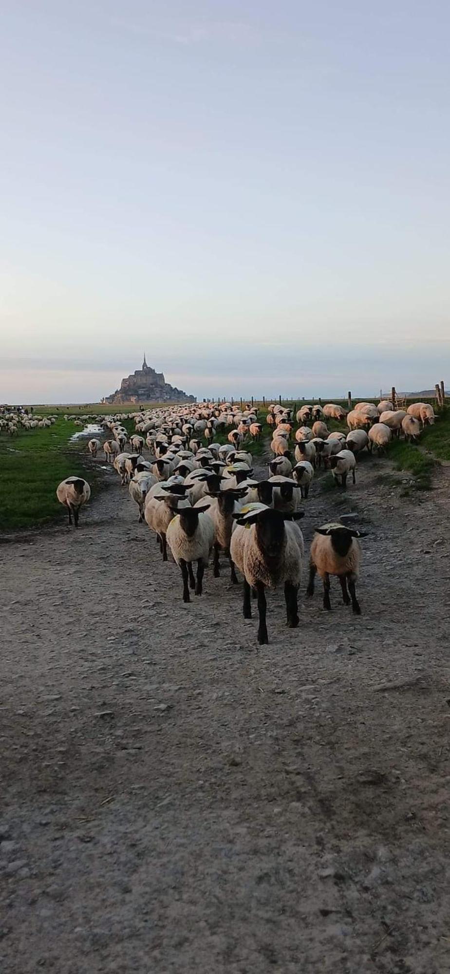 הוילה Huisnes-sur-Mer Vue Exceptionnelle Sur Le Mont Saint Michel מראה חיצוני תמונה